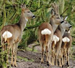 Deer Culling