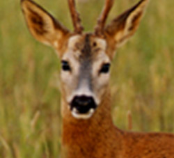 Deer Management