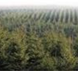 Forest Management